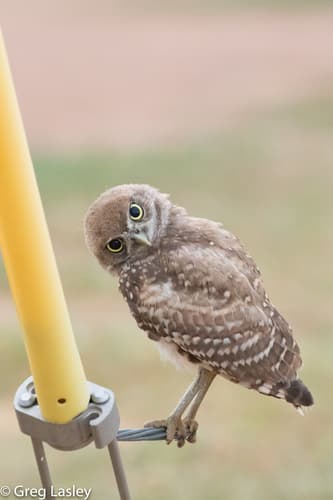 Burrowing Owl