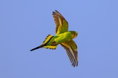 Budgerigar