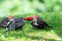 Pileated Woodpecker