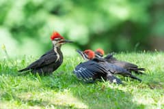 Pileated Woodpecker