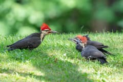 Pileated Woodpecker