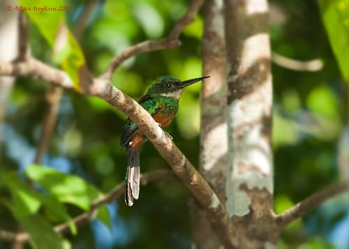 Green-tailed Jacamar