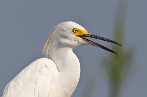Snowy Egret