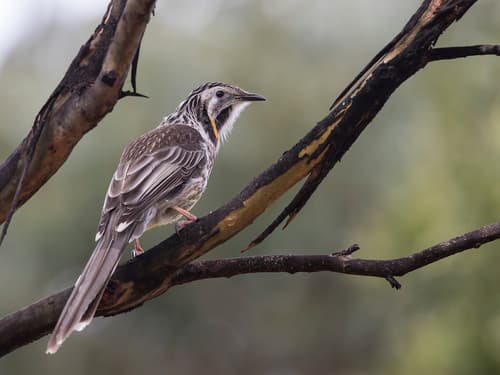 Yellow Wattlebird