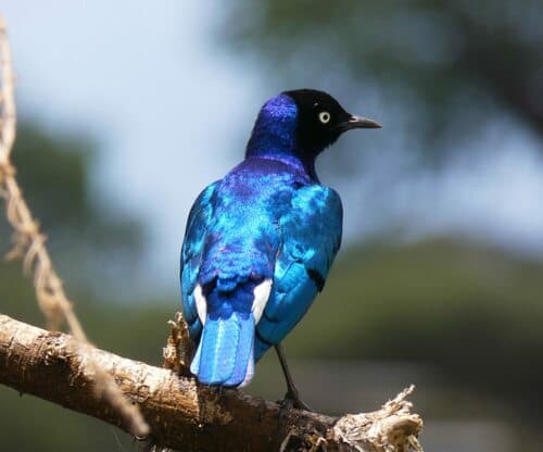 Superb Starling