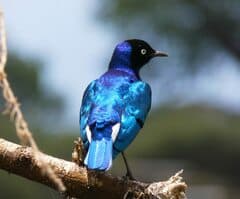 Superb Starling