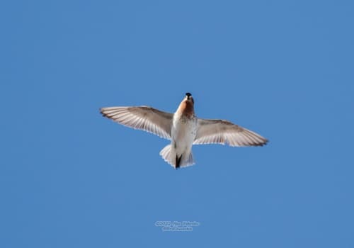 Spoon-billed Sandpiper