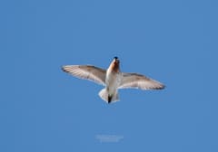 Spoon-billed Sandpiper