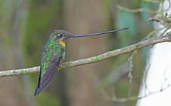 Sword-billed Hummingbird