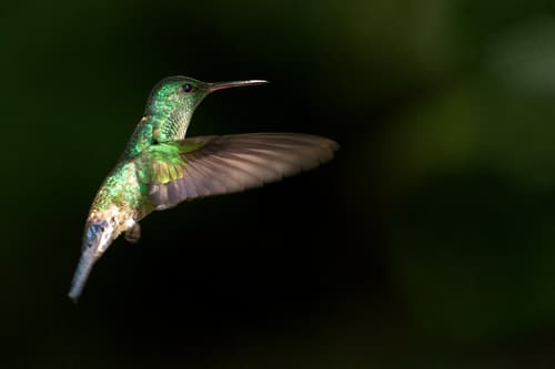 Blue-vented Hummingbird
