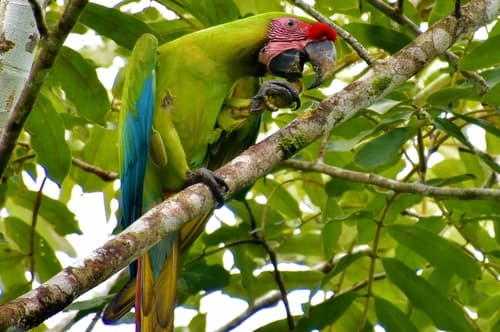 Great Green Macaw