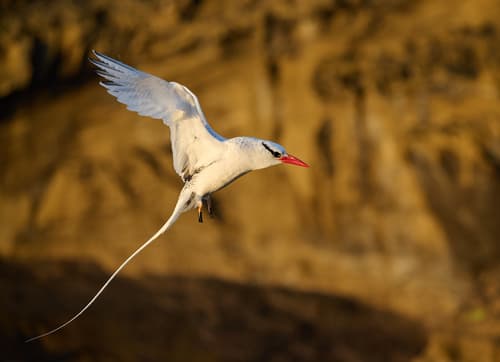 Red-billed Tropicbird