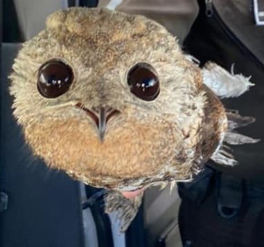 Potoo (Great)