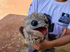 Great Potoo