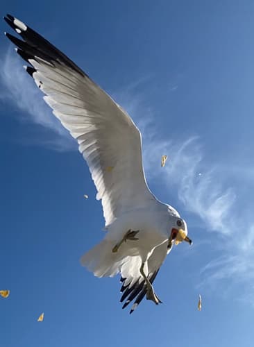 Ring-billed Gull