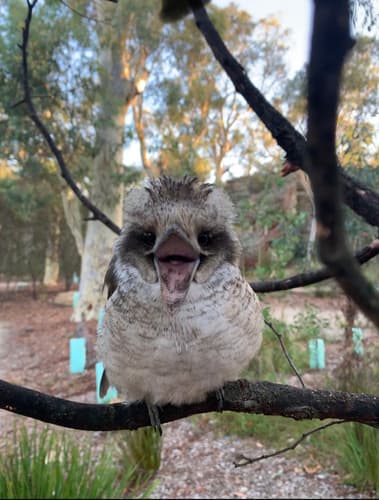Laughing Kookaburra