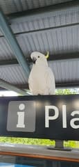 Sulphur-crested Cockatoo