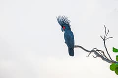 Palm Cockatoo