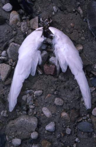 Snow Petrel