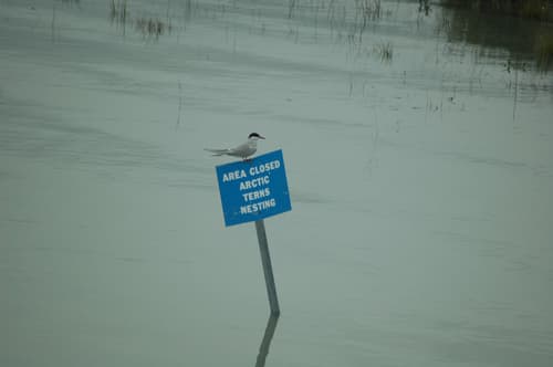 Arctic Tern