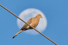 Mourning Dove