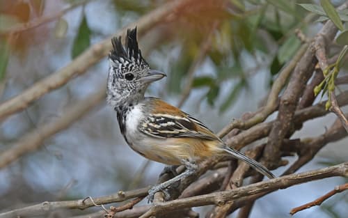 Black-crested Antshrike