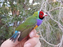 Gouldian Finch