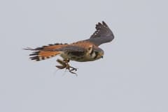 American Kestrel