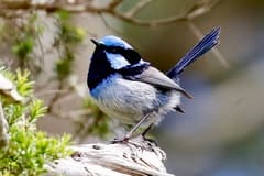 Superb Fairywren