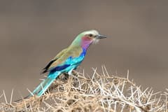 Lilac-breasted Roller