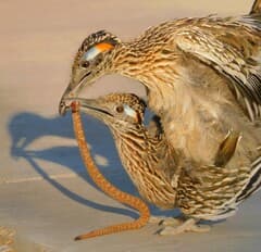 Greater Roadrunner