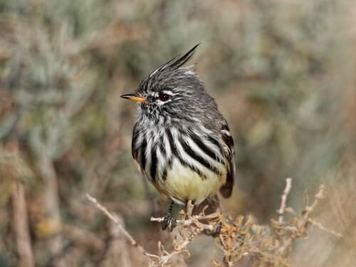 Yellow-billed Tit-Tyrant