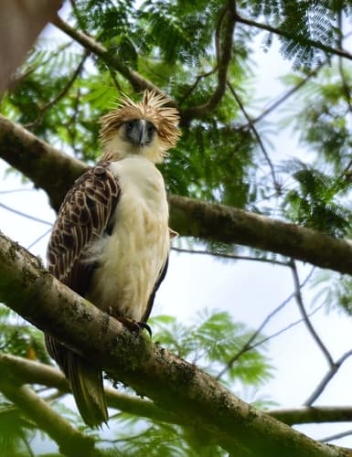 Philippine Eagle