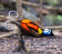 Wilson's Bird-of-Paradise