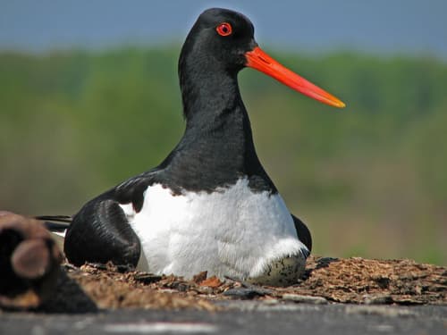Eurasian Oystercatcher