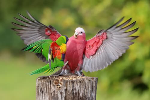 Galah