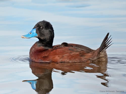Blue-billed Duck
