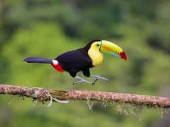 Keel-billed Toucan