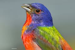 Painted Bunting