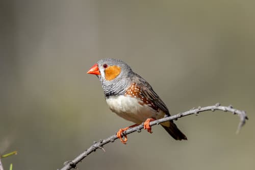 Zebra Finch