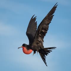 Magnificent Frigatebird