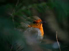 European Robin