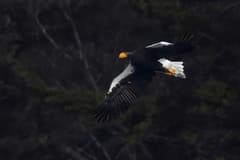 Steller's Sea-Eagle