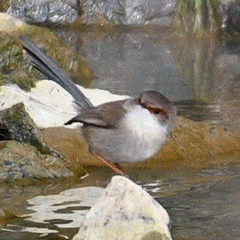 Superb Fairywren