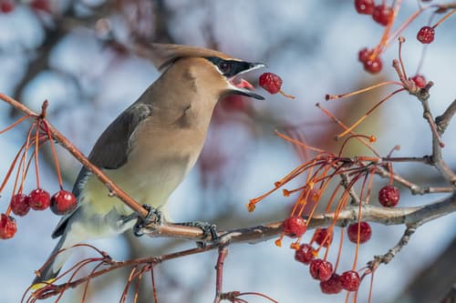 Cedar Waxwing
