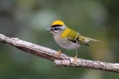 Common Firecrest