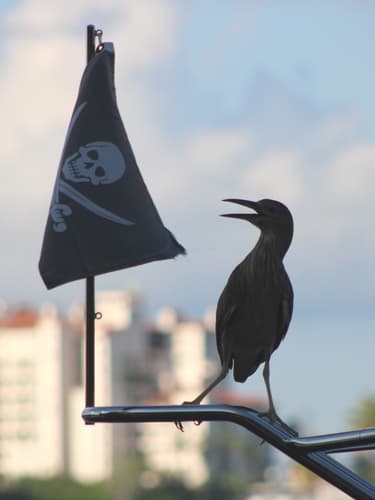 Black-crowned Night Heron