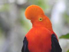 Andean Cock-of-the-rock