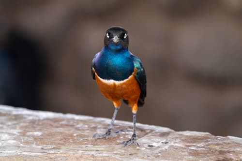 Superb Starling
