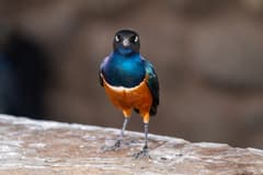 Superb Starling